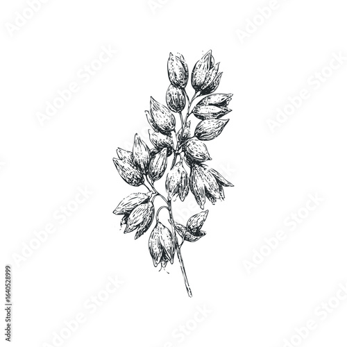 Detailed Sketch of Unopened Flower Buds on a Stem