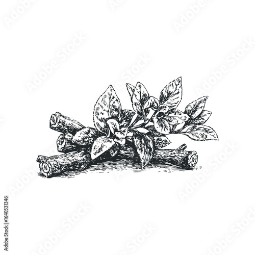 Detailed Sketch of Herbaceous Plant Stems with Leaves