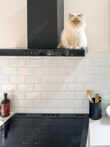 Obraz na plátně Birman cat relaxing on kitchen extractor hood in modern home