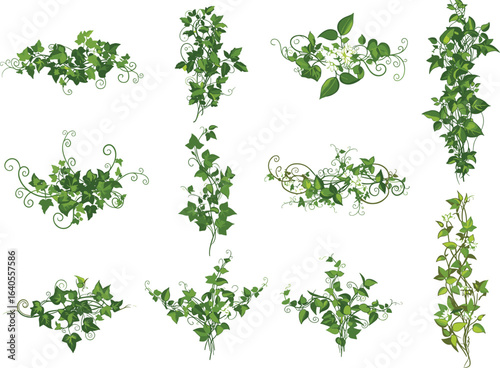Elegant green ivy vines with curling tendrils and lush leaves, decorative botanical vector elements, natural garden plant illustrations