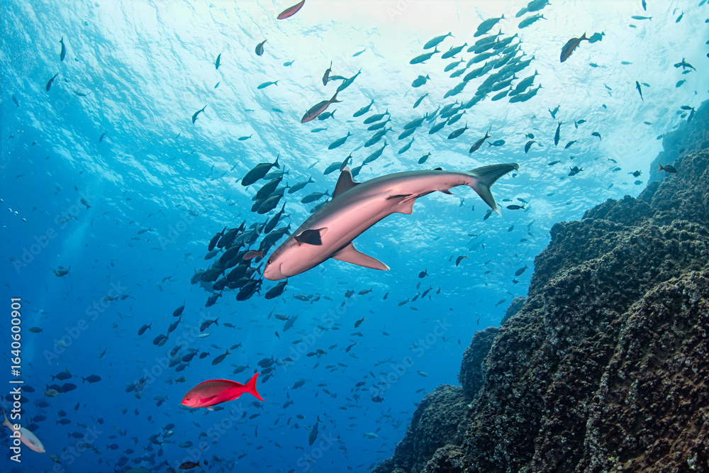 Fototapeta premium Silky Shark Swimming Over Coral Reef with School of Fish