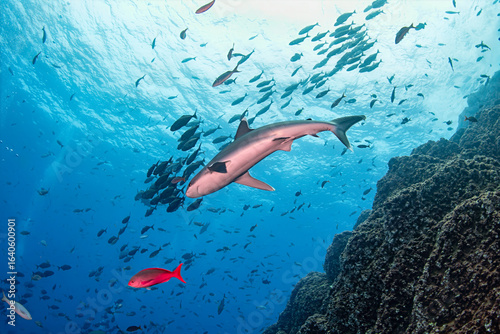 Silky Shark Swimming Over Coral Reef with School of Fish