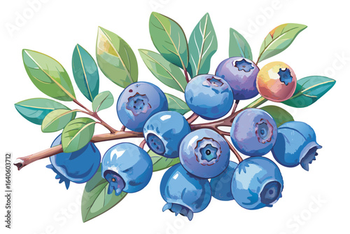 blueberries isolated on white
