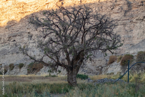 tree in the desert