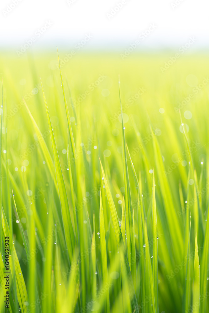 Obraz premium 朝露に濡れる稲穂