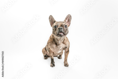 perro fondo blanco