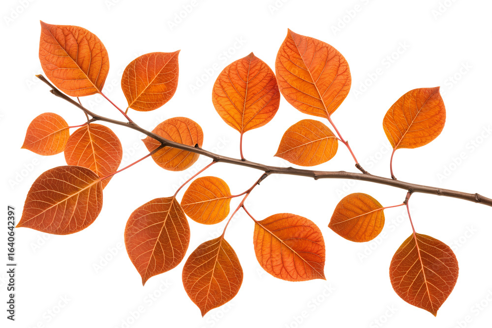 Obraz premium Isolated autumn leaves in vibrant shades of red, orange, and yellow, perfect for a fall nature background