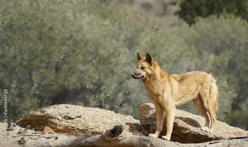 Φωτογραφία Close up of a Australian dingo standing on a large rock