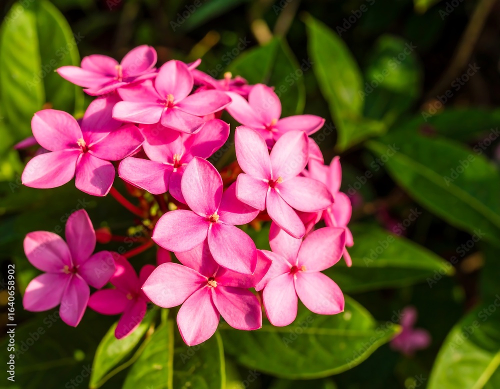 Obraz premium Close-up of cluster of pink flowers