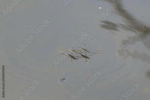 Water skaters swim and rest on the surface of the water