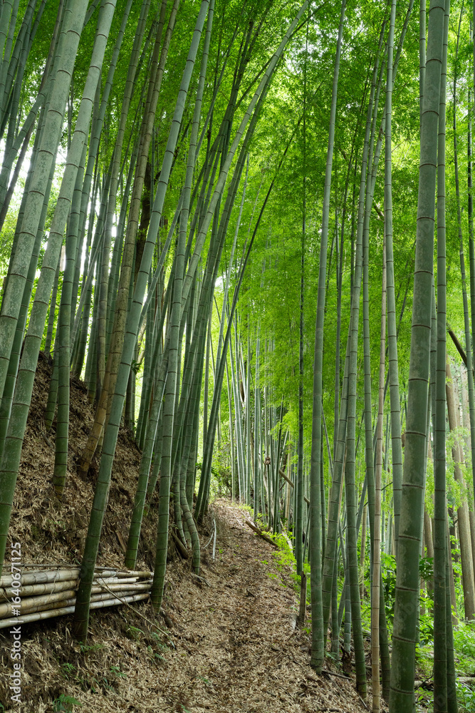 Fototapeta premium 竹林の小径
