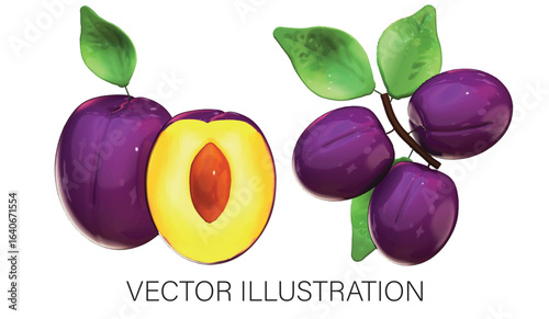 Set of Damson Plums - Whole and Half with Leaves Vector Illustration on White Background