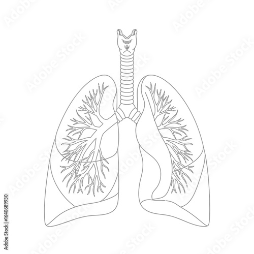 A detailed black and white illustration depicting the human respiratory system, showing the lungs and trachea.