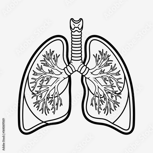 Diagram of a human respiratory system, highlighting the lungs and bronchial tubes.