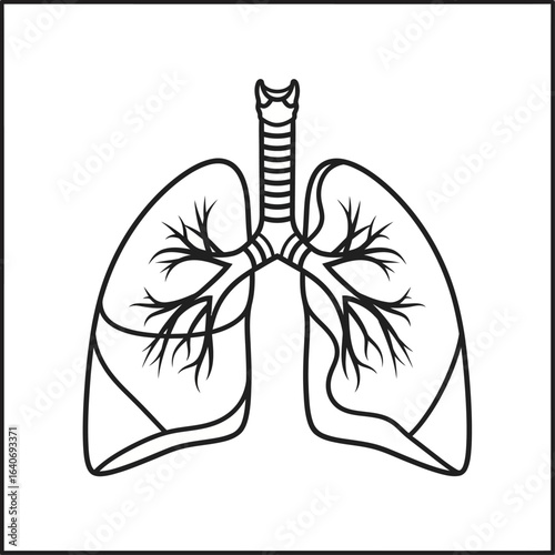 Line drawing of human lungs with trachea and bronchial tree, isolated on white background.