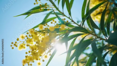Wallpaper Mural Bright yellow small flowers and green leaves on tree branch with sun shining through foliage in clear sky, natural background footage. Torontodigital.ca