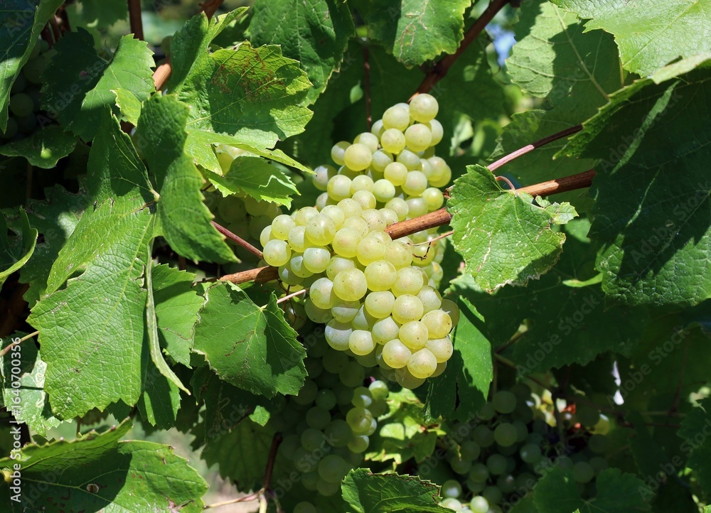 custom made wallpaper toronto digitalRipe Pinot Blanc grapes among the leaves. Close up.
