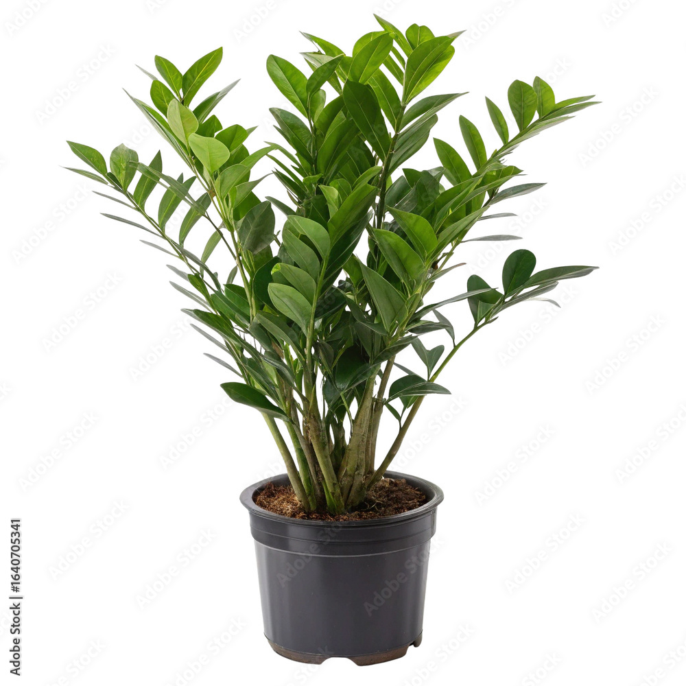 Fototapeta premium Lush green potted plant with elongated leaves.