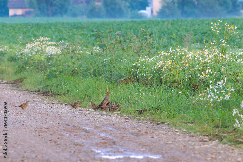 Obraz premium Partridge family walking along roadside in summer countryside scenery. A partridge family exploring roadside in lush green summer countryside scenery