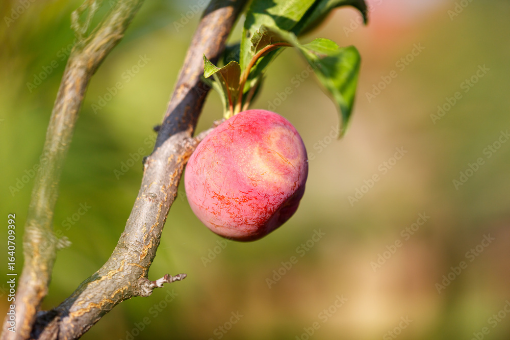 A small, red fruit is hanging from a tree branch A small, red fruit is hanging from a tree branch