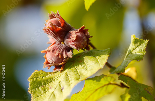 Fotografie A cluster of hazelnuts is on a leaf