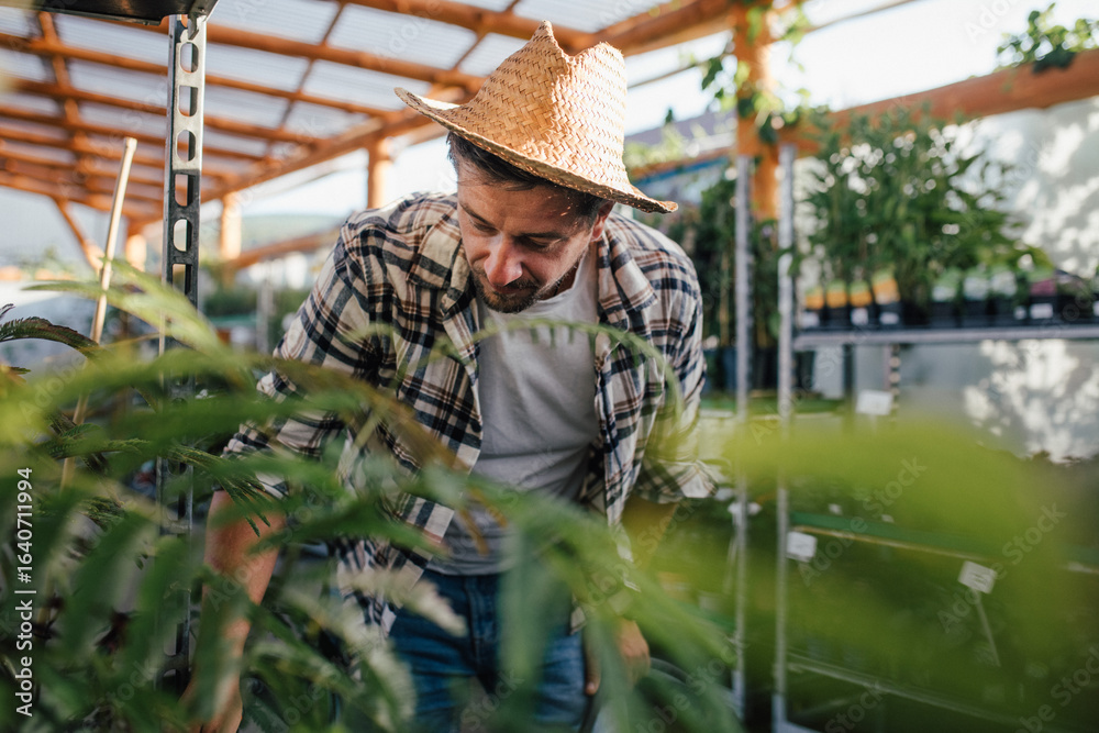 Obraz premium Garden store employee inspecting outdoor plants.