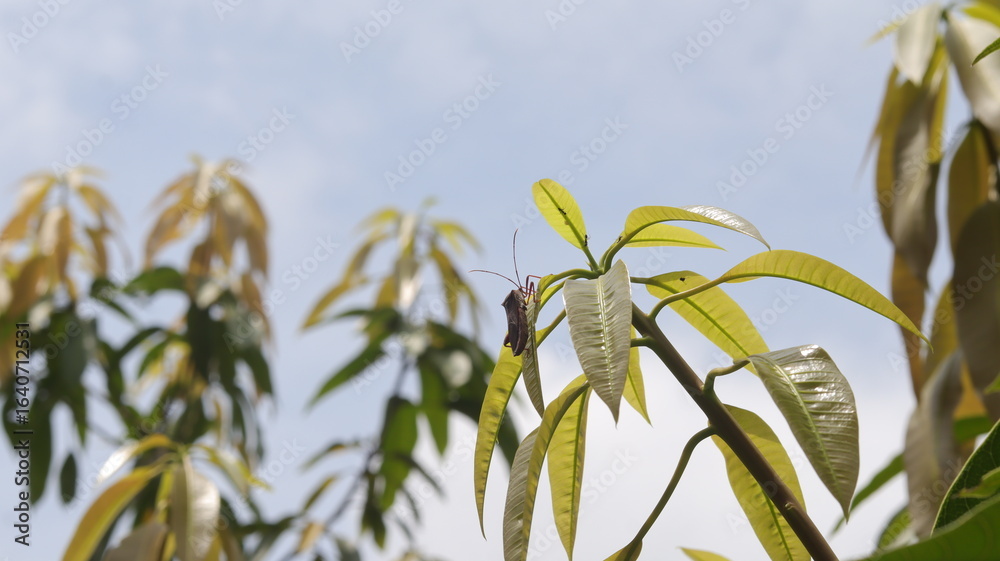 Fototapeta premium A brown stink bug perched on a young mango leaf