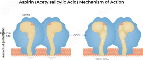 Aspirin Acetylsalicylic Acid Mechanism of Action COX1 Inhibition Vector Illustration