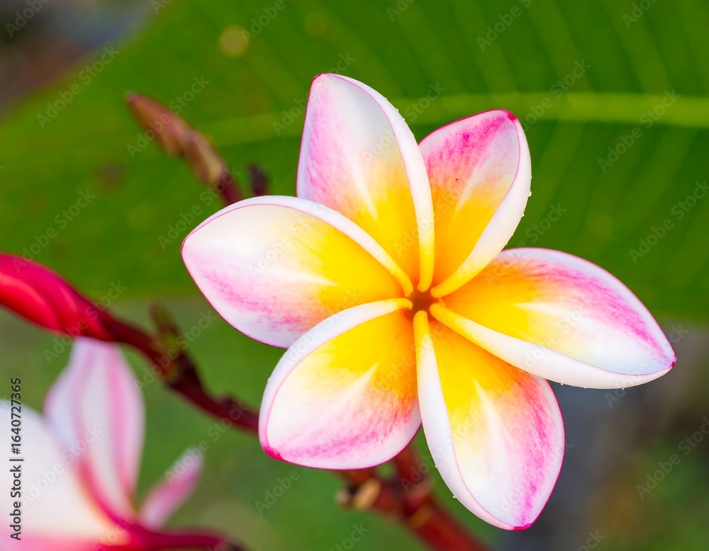 Fototapeta premium Close-up of a vibrant plumeria flower