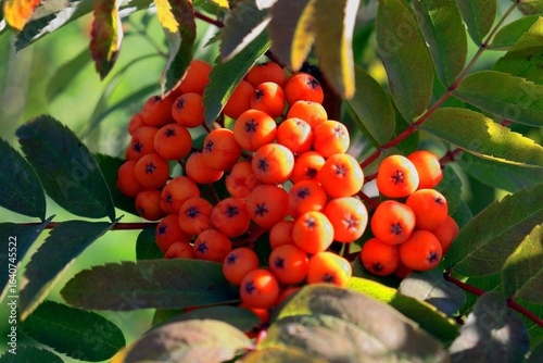 red berries on a tree