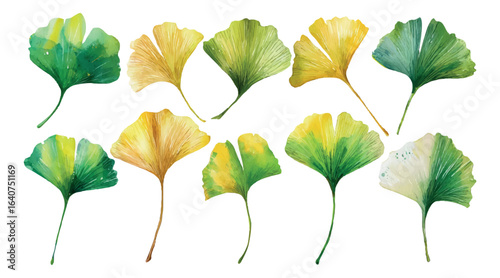 Ginkgo biloba leaves, made in watercolor style. Leaves fan-shaped with a dissected edge and a thin stem. Leaves in botanical drawings, design or as a decorative element. Vector illustration