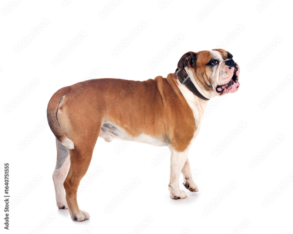 Obraz premium continental bulldog in studio