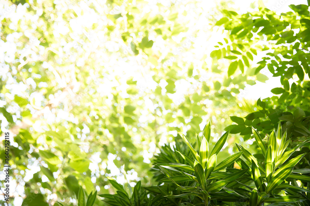 Fototapeta premium Blurred natural green leaves with bokeh background