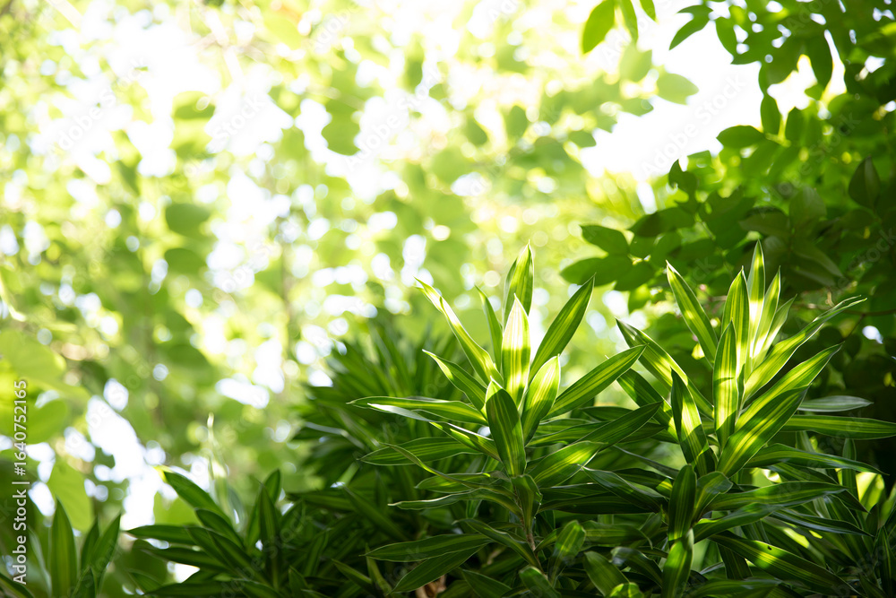 Fototapeta premium Blurred natural green leaves with bokeh background