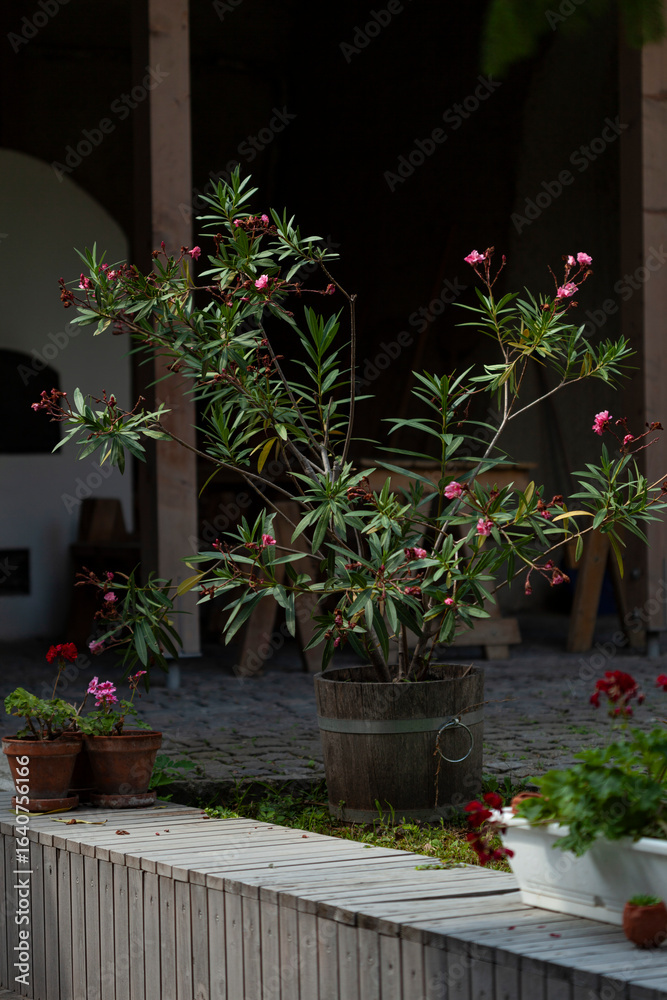 Naklejka premium Potted flowering plant outdoor