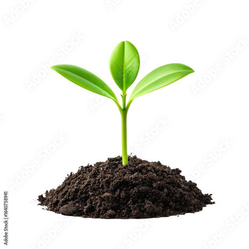 Wallpaper Mural A young green seedling with fresh leaves emerging from fertile soil isolated on transparent background Torontodigital.ca