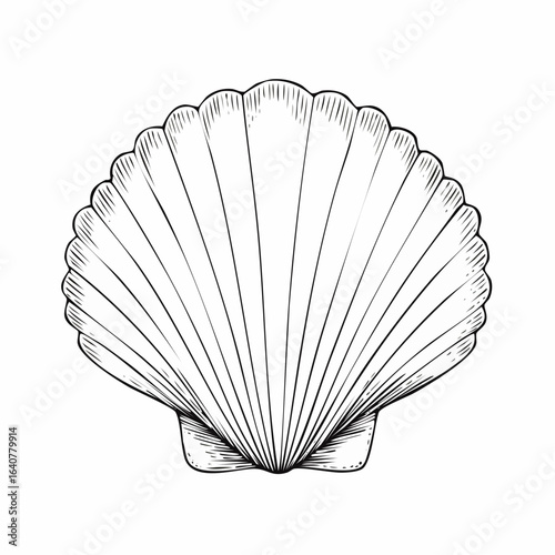 Vector illustration of outline shell with hand drawn engraving lines. Etched drawing of Seashell in vintage engraving for nautical design.