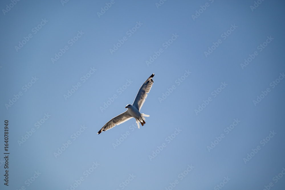 Obraz premium Seagulls flying in a clear blue sky on a sunny day