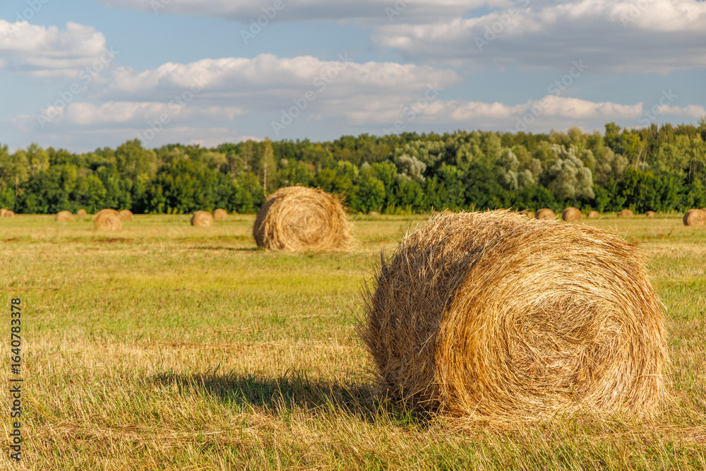 Hay rolls in a golden field Hay rolls in a golden field