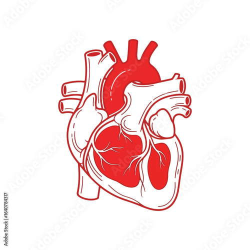 Stylized anatomical illustration of a human heart, red and white, detailed drawing.