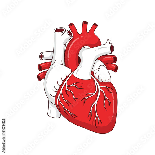Anatomical illustration of a human heart with major arteries and veins depicted in red and white against a clean background.