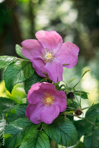 Two blooming wild rose flowers with soft pink petals and golden centers in natural forest light. Native plant species, pollinator habitat, floral biodiversity, forest ecology