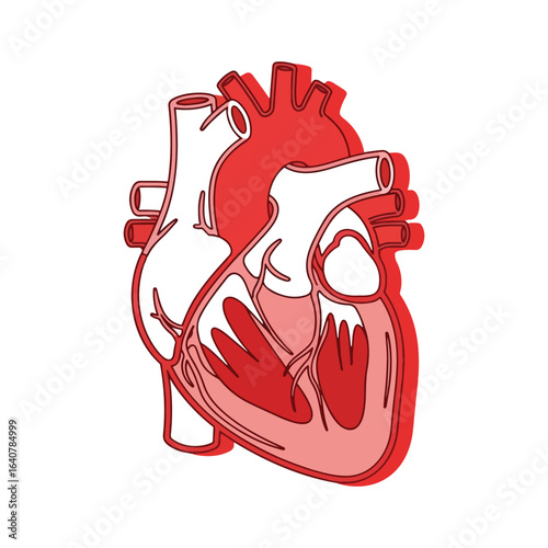 A stylized graphic illustration of an anatomical human heart showing its chambers and major blood vessels.