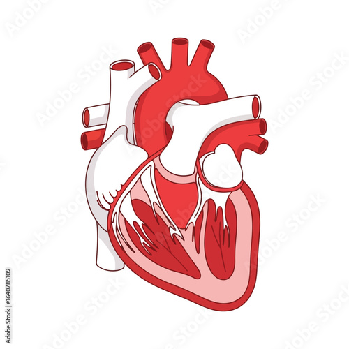 Anatomical illustration of the human heart, depicting its external structure and internal chambers.