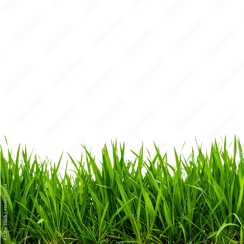 Obraz premium Lush Green Grass Isolated On White Background: A close-up captures the vibrant, verdant beauty of a patch of lush green grass, a testament to the simple elegance of nature.