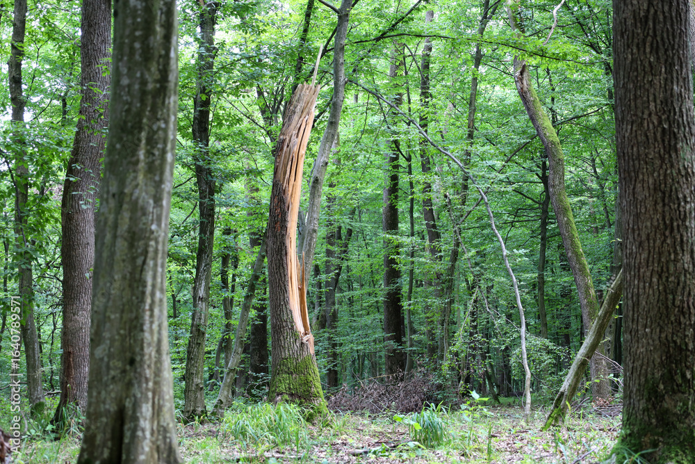 Fototapeta premium Rare sunbeams break through the dense foliage, illuminating a split tree trunk in the center of the composition. Its light wood creates a bright accent among the dark green shades of the forest, addin