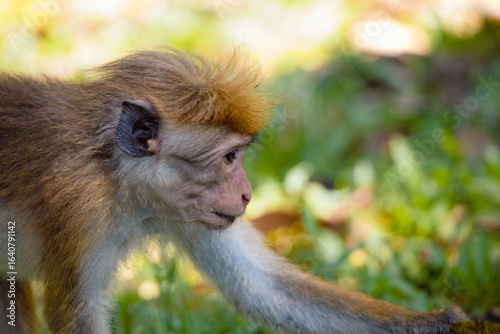 Close-up profile of a toque macaque (Macaca sinica) in its natural tropical forest habitat, showcasing its distinctive golden-brown crest, expressive face, and detailed fur texture in vivid detail.