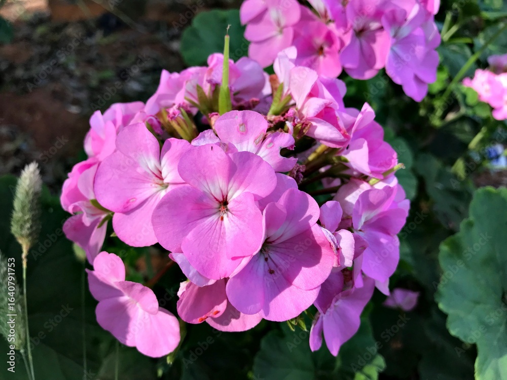 Close-Up of a Bright Pink Geranium Flowers in Full Bloom. Pink geranium isolated, variety of Pelargonium—commonly referred to as zonal geranium. Beautiful nature background. inflorescence flowers. Close-Up of a Bright Pink Geranium Flowers in Full Bloom. Pink geranium isolated, variety of Pelargonium—commonly referred to as zonal geranium. Beautiful nature background. inflorescence flowers.