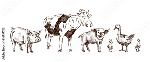 Hand drawn vintage sketch of farm animals including pigs, cow, goose and ducksin rustic engraved style for agriculture design