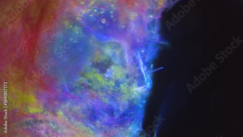 The amazing world of microbiology. Different bacteria, microbes and single-celled microorganisms are visible through a microscope. High-quality video
